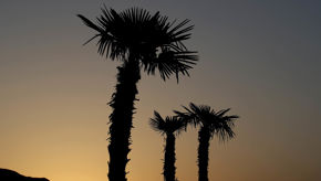 Marbella40
