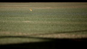Pitch 1